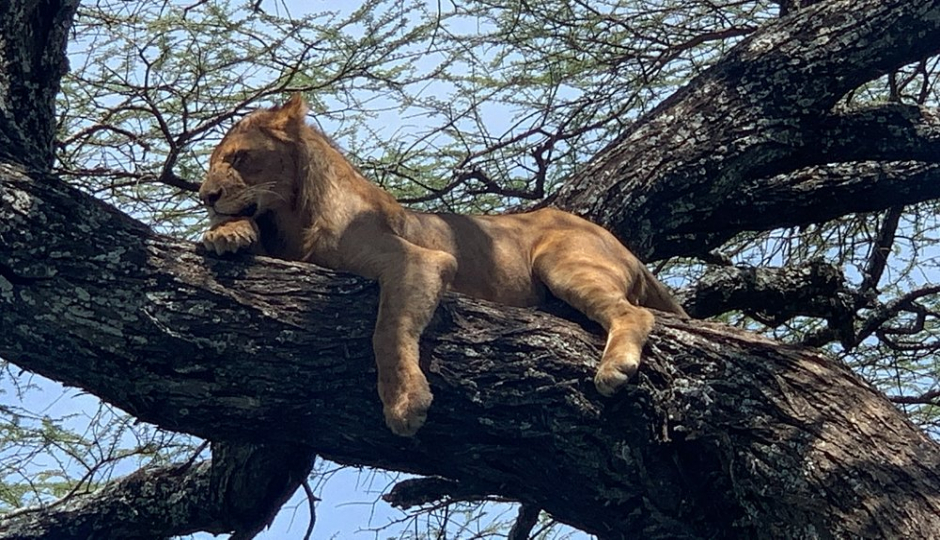 Slides Images for 2_days_best Tarangire, Ngorongoro & Manyara Trip_safari 