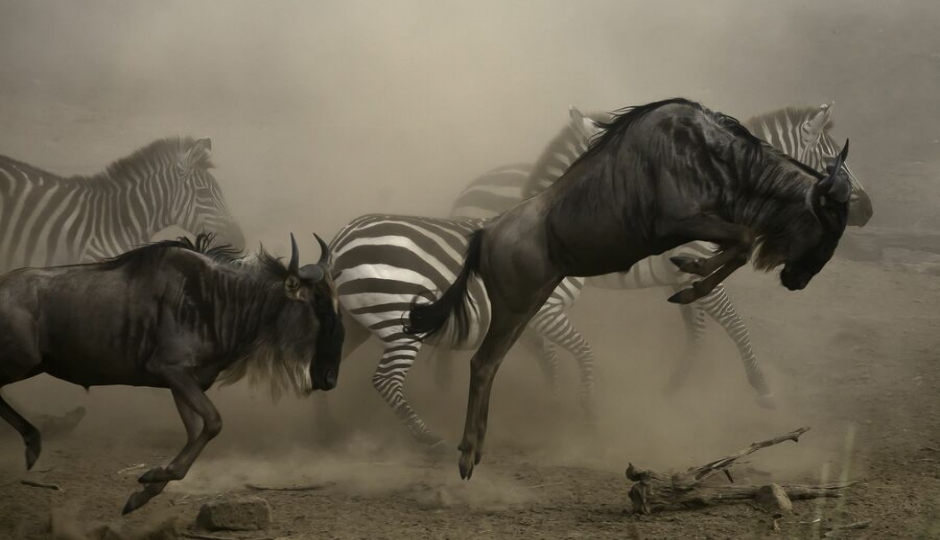 Slides Images for 3 Days Safari- Tarangire Manyara & Ngorongoro