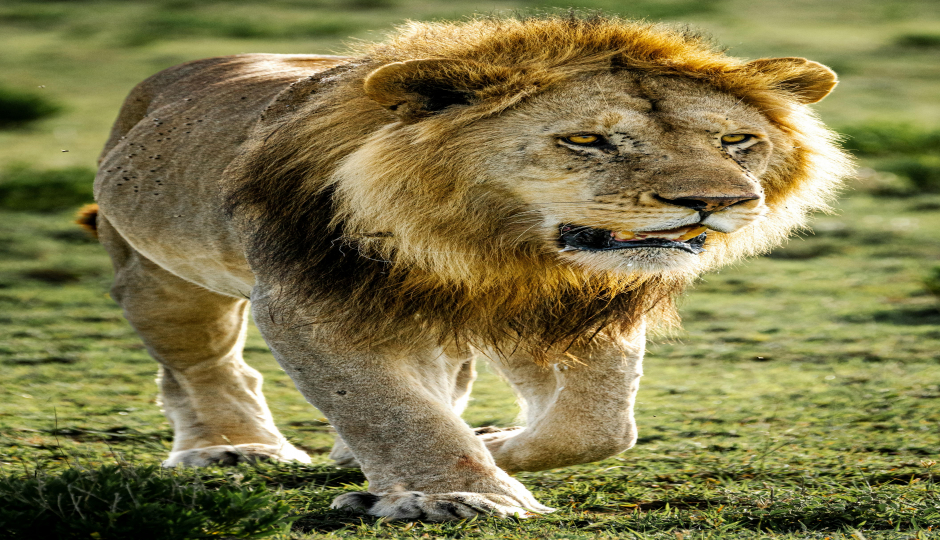 2day Tarangire & Ngorongoro Private Tour