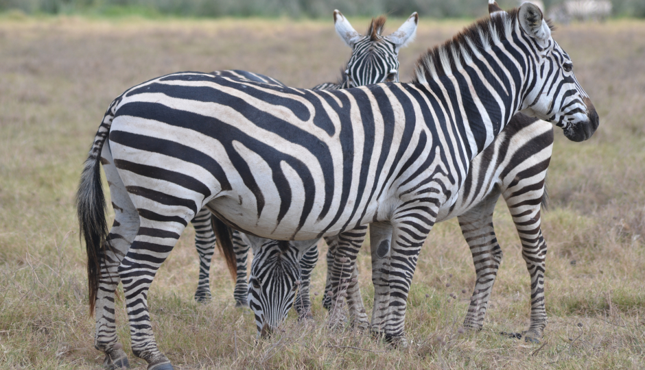 Tanzania Safari To Ngorongoro And Tarangire