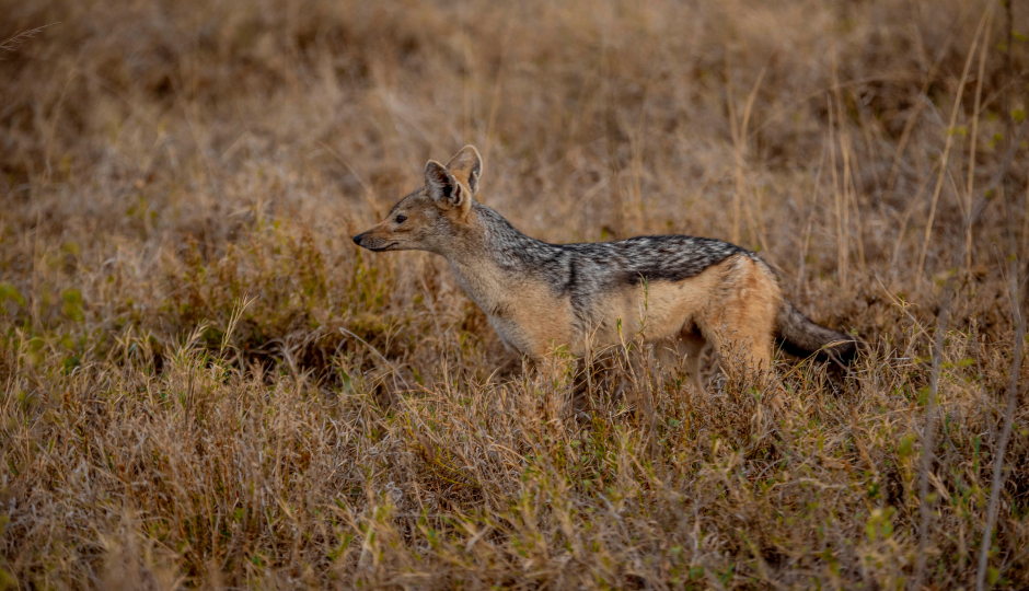 Slides Images for  Exclusive Private Safari Adventure