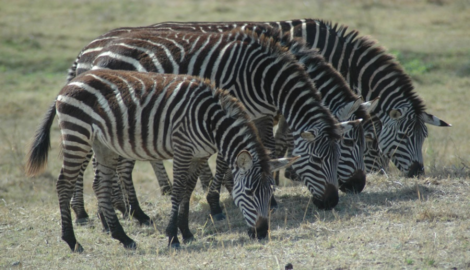 Slides Images for 2 Days Tanzania Serengeti Safari From Zanzibar
