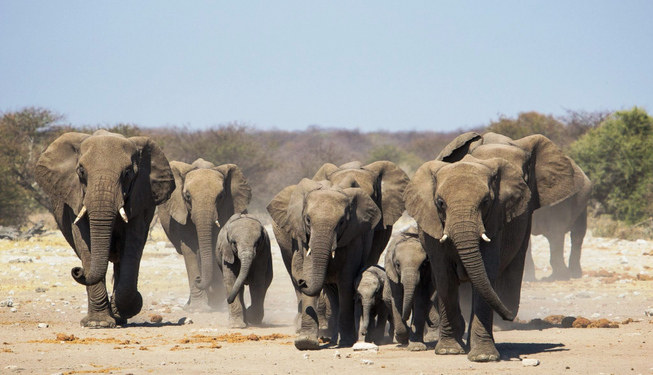 2 Day : Ruaha National Park From Iringa