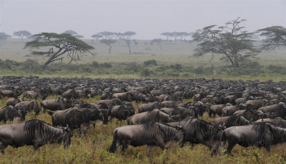 Cover Image - Livan Holidays Tours & Safaris