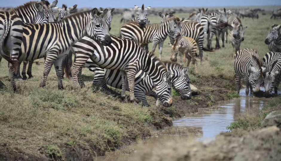 Slides Images for Day Zanzibar Elite Fly-in Safar Tarangire & Ngorongoro