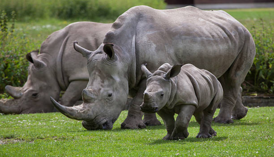 Best 1 Day safari to Ngorongoro crater
