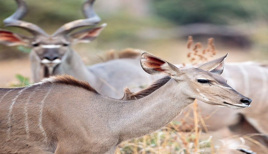 6-Day Kenya Safari For Couples Mid-range
