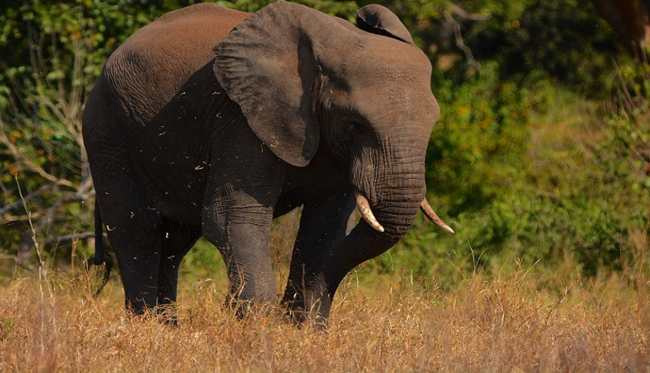 Slides Images for Day Trip Safari From Dar Es Salaam To Mikumi Via Sgr