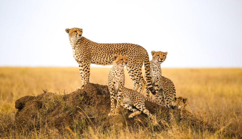 Slides Images for 5-Day Tanzania Safari Selous, Mikumi & Boat Adventure