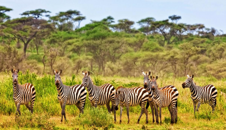 Slides Images for Wildebeest Migration Safari