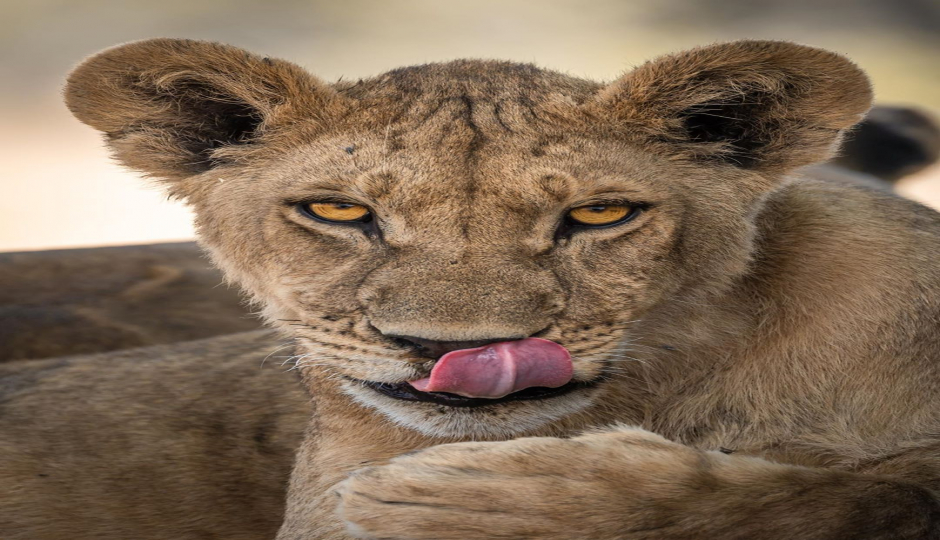 5 Day : Nyerere National Park And Kilwa Kisiwani