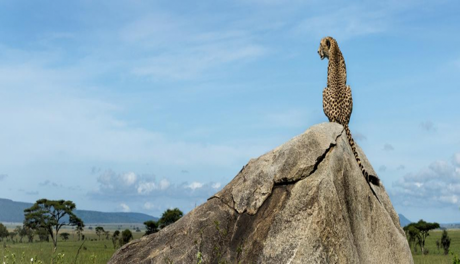 Safari From Zanzibar Tarangire And Ngorongoro Crater