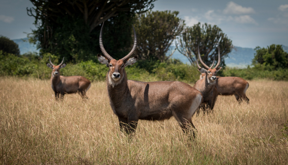 Slides Images for 5-Days Bwindi & Queen Elizabeth Safari.