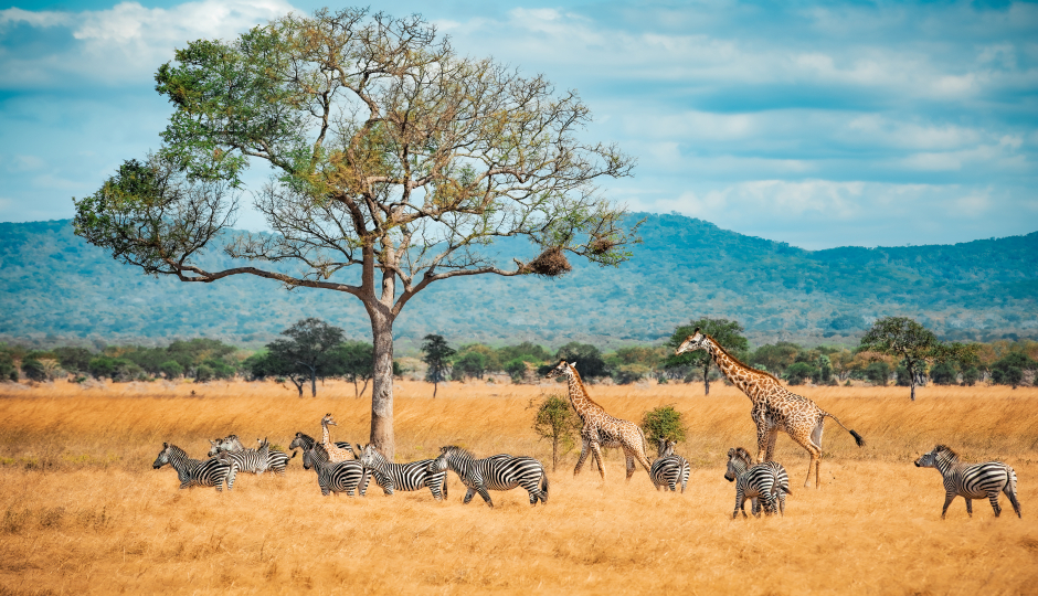 Six Days Camping Safari In Tanzania Serengeti With Ngorongoro
