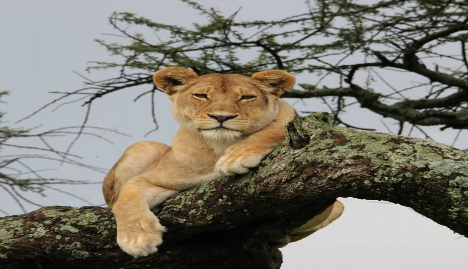 6 Days Lake Manyara, Serengeti, Ngorongoro & Tarangire