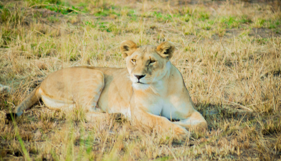 Slides Images for Best 6 Days Safari To Mikumi Np And Ruaha Np