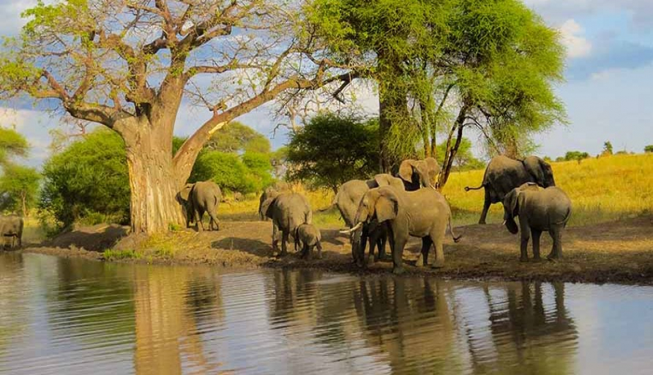7-Day Wonders Days Of Safari In Tanzania's Great Parks