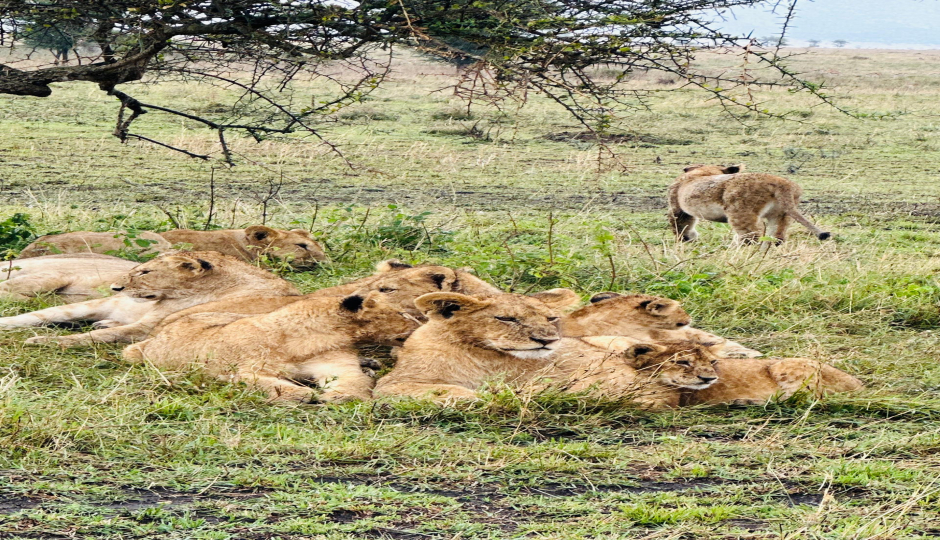 Slides Images for 4days  Tarangire, Serengeti & Ngorongoro Crater
