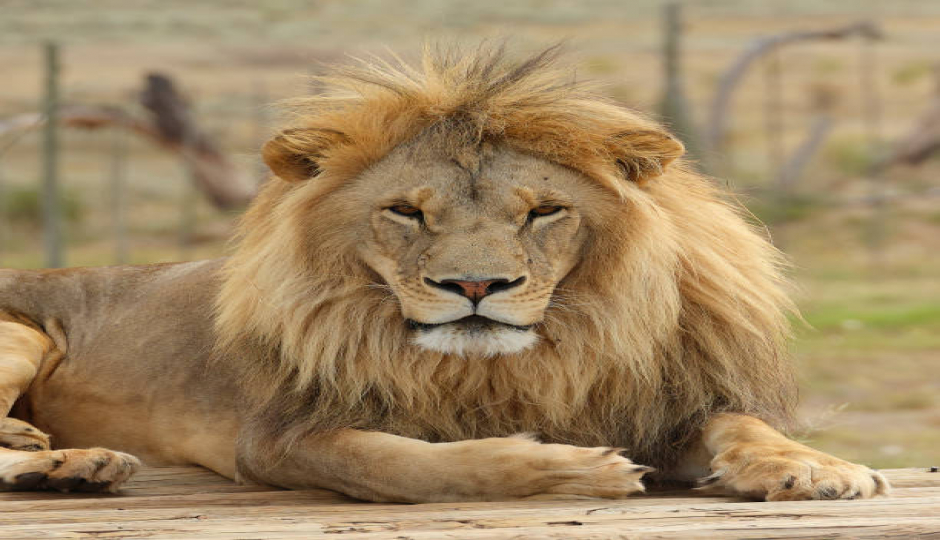 Slides Images for 3-Day Tanzania Safari To Manyara, Ngorongoro And Tarangire