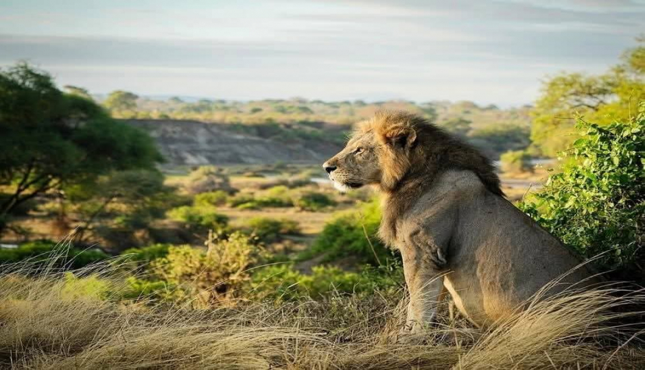 Slides Images for Essence Of Tanzania - Luxury Tarangire, Ngorongoro & Manyara 