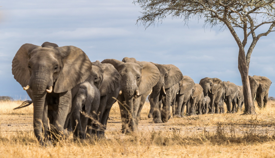 3-Day Tanzania Safari To Selous, Walking And Boat Family Adventure
