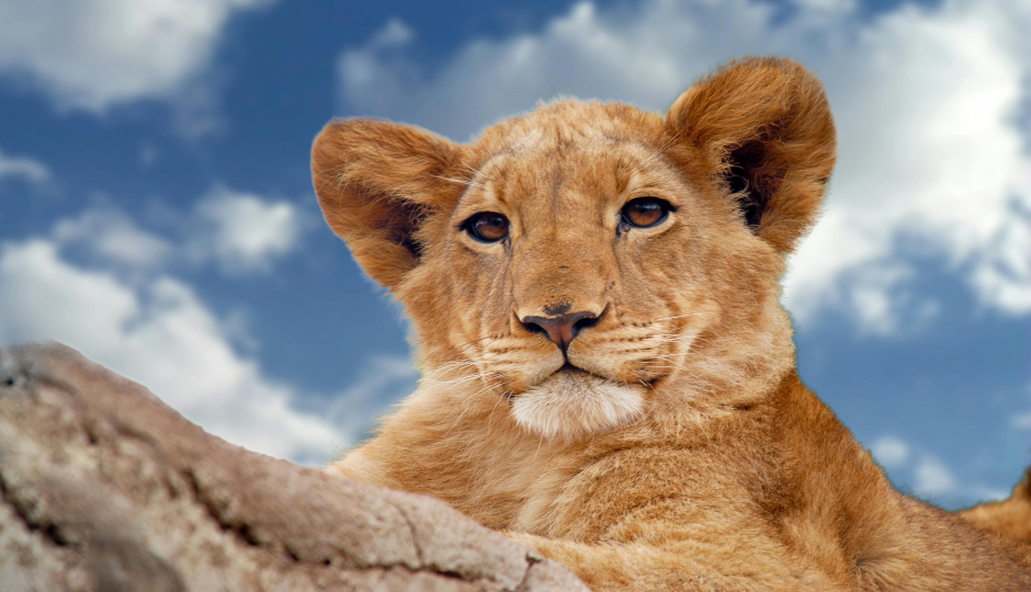 Slides Images for Best Of Ndutu Calving Season