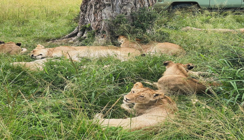 Slides Images for 4 Days/ 3 Nights Mara Nakuru