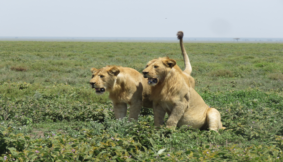Best Of Ndutu Calving Season