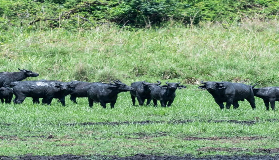 Slides Images for Ethiopia Wildlife Safari | Chebera Churchura Tour