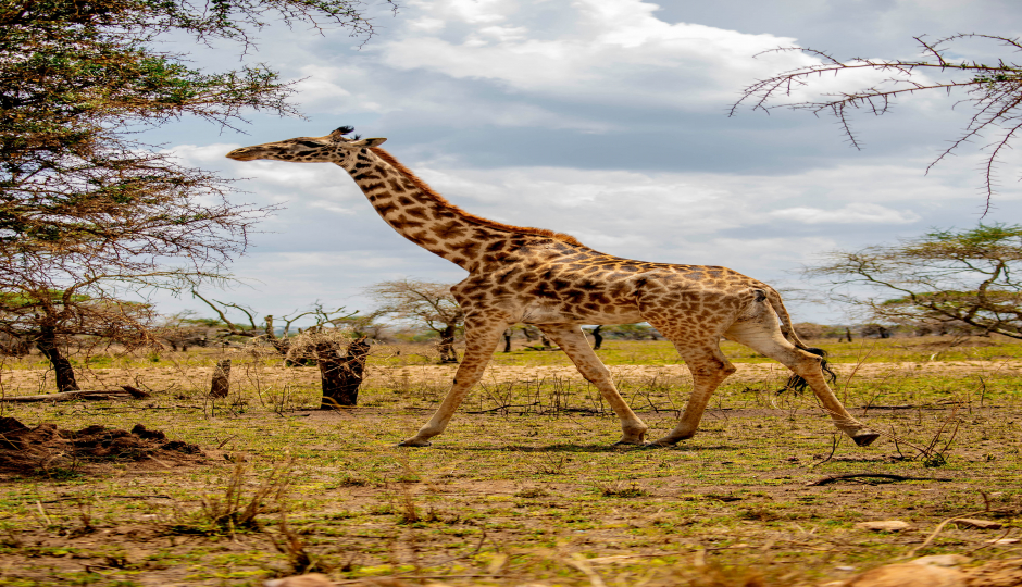 Signature East Africa Luxury Safari