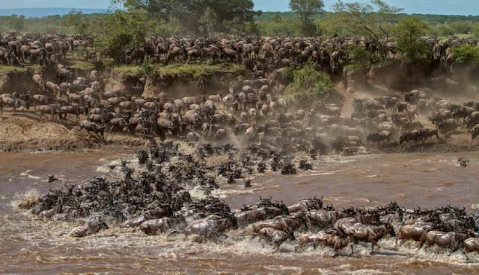 Slides Images for Journey Of The Wildebeest - Mid-range