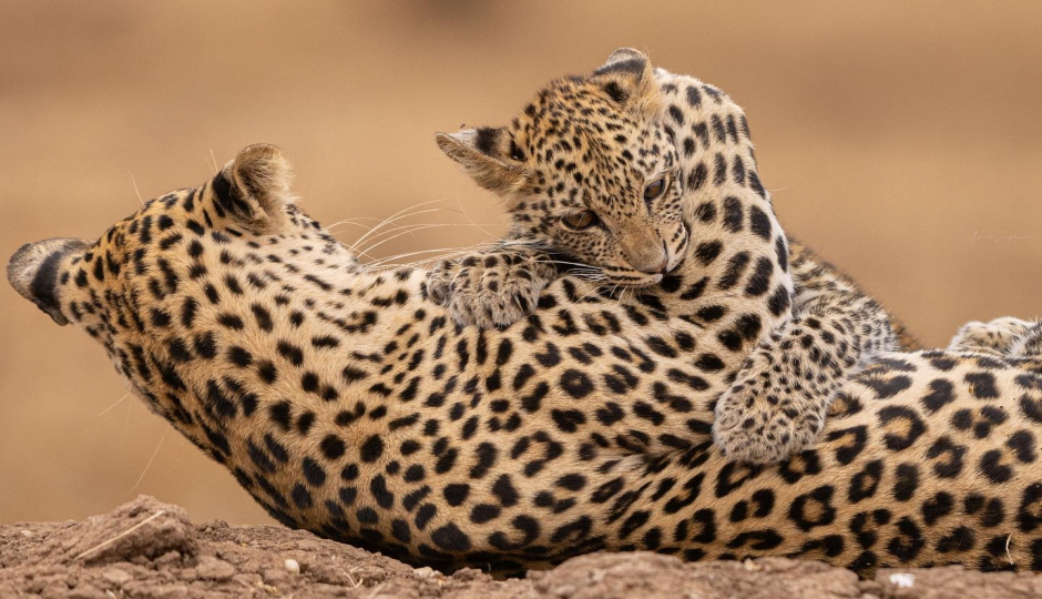 Slides Images for 5 Day Tanzania Camping Safari