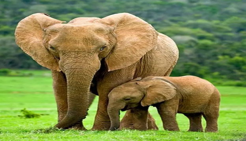 6 Days Wildebeest Migration River Crossing Safari- Mid Luxury