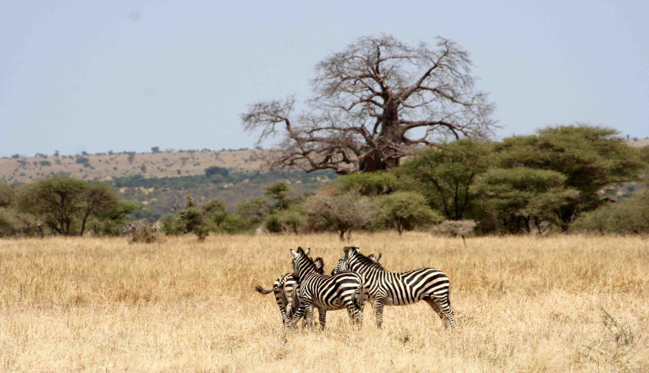 Slides Images for Picturesque Trip to Tarangire