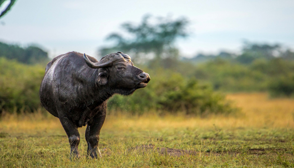 Slides Images for 5-Days Bwindi & Queen Elizabeth Safari.