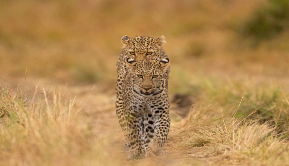 Slides Images for 2 Days Safari- Tarangire & Ngorongoro