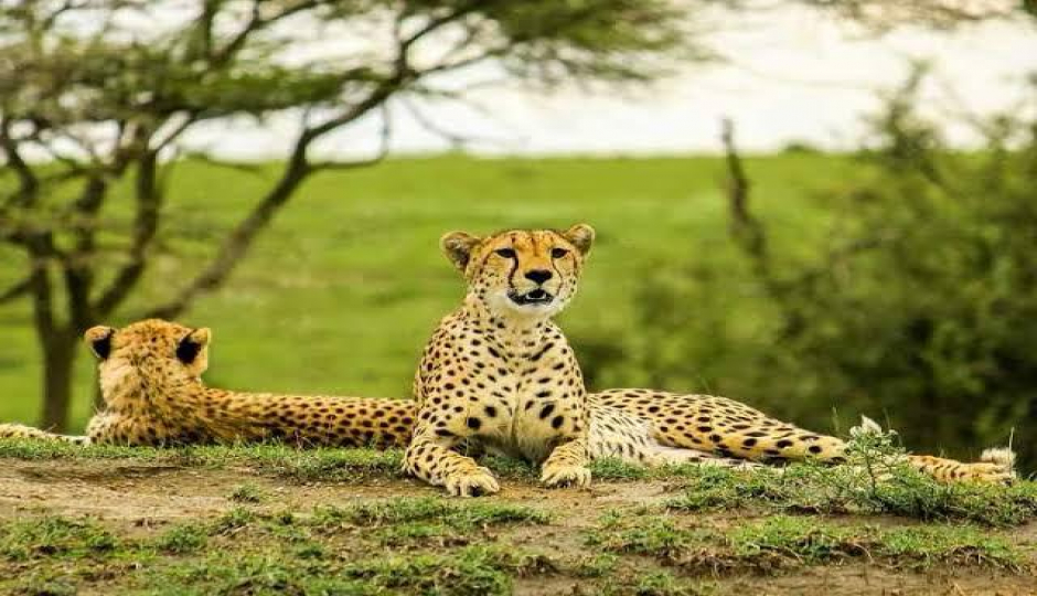  Budget-friendly Safari To Tarangire & Ngorongoro
