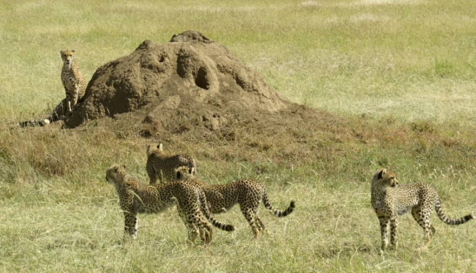 3 Days Manyara and Ngorongoro Experience