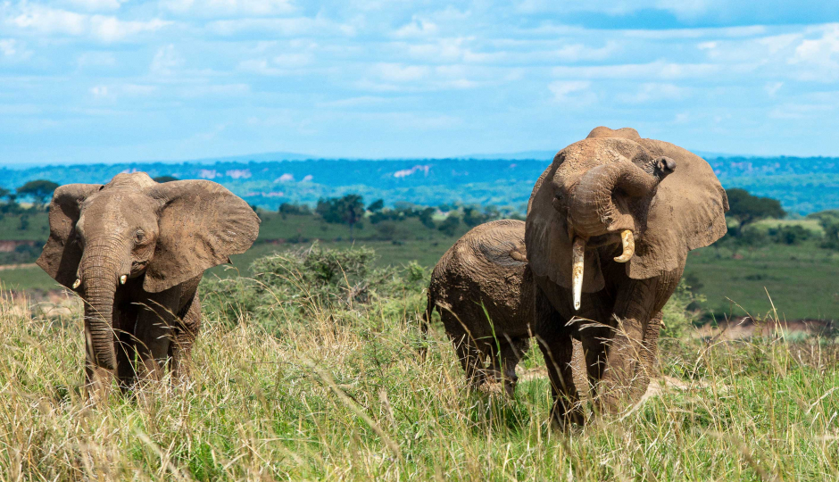 Slides Images for 3 Day Murchison Falls Safari Uganda