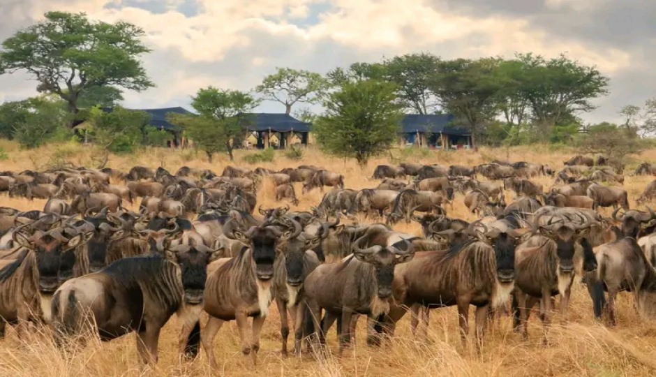 Slides Images for 7-Day Tanzania Serengeti Safari During The Ndutu Calving Season