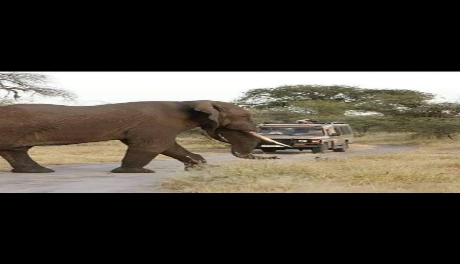 Slides Images for Victoria Falls Game Drives