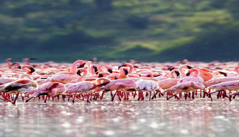 3-Day Join-in Group Safari From Zanzibar.