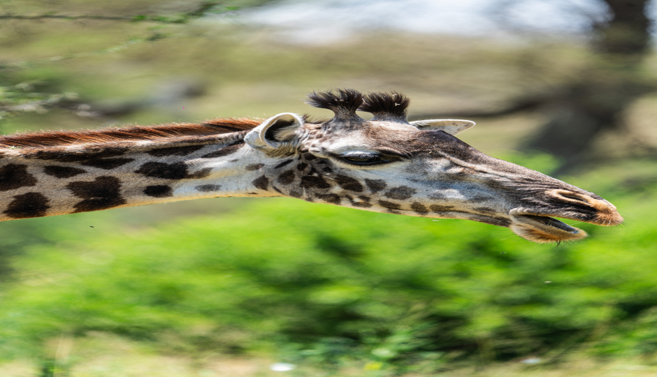 Slides Images for 3-Day Serengeti & Ngorongoro Crater Safari
