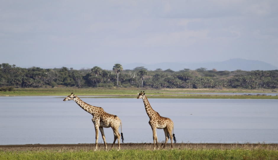 Slides Images for 2-Day Comfort Safari Experience To Nyerere National Park