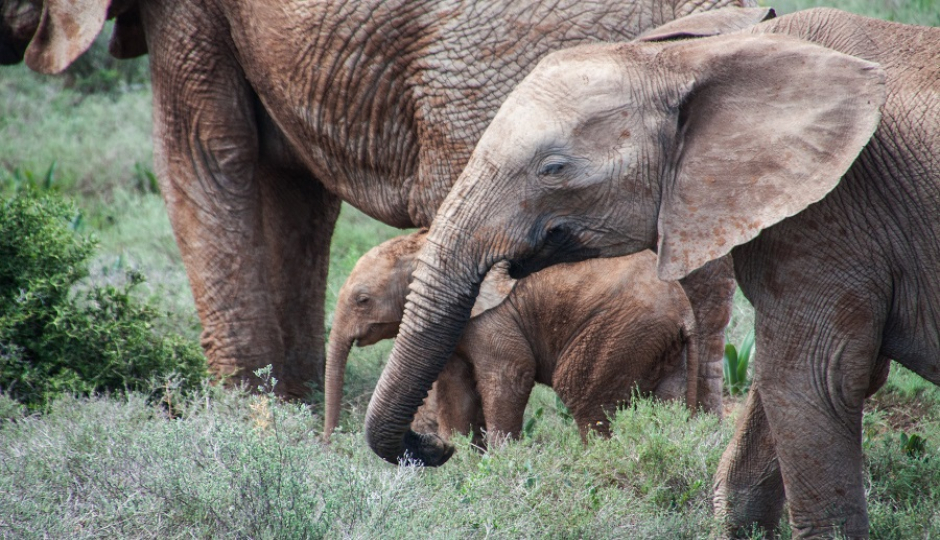 7 Days Tanzania Camping Safari 2026-2027