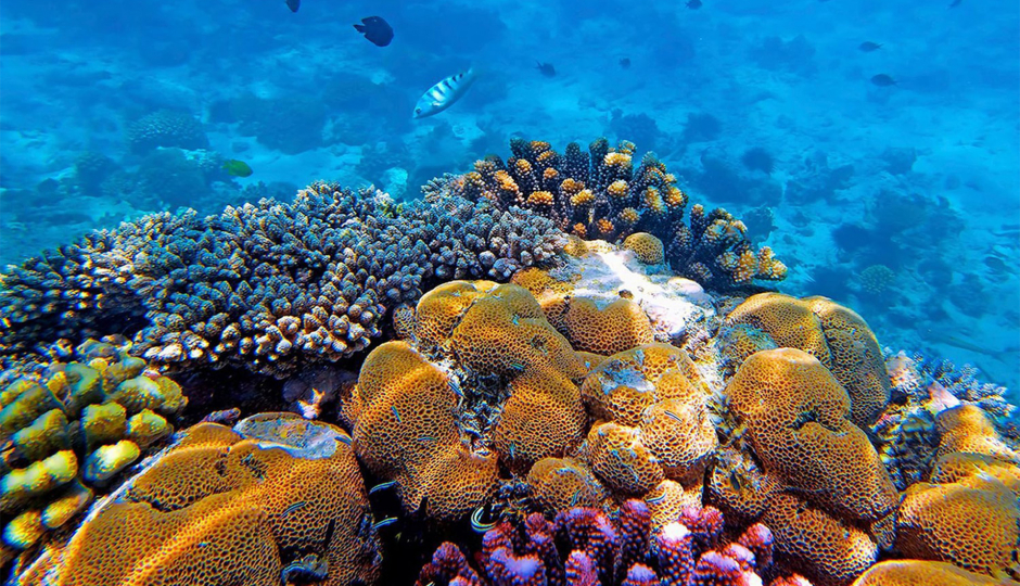 Slides Images for 1 Day Snorkeling Adventure& Diving  In 2025-2026