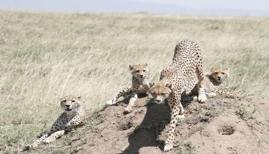 Slides Images for 4-Day Safari Extension