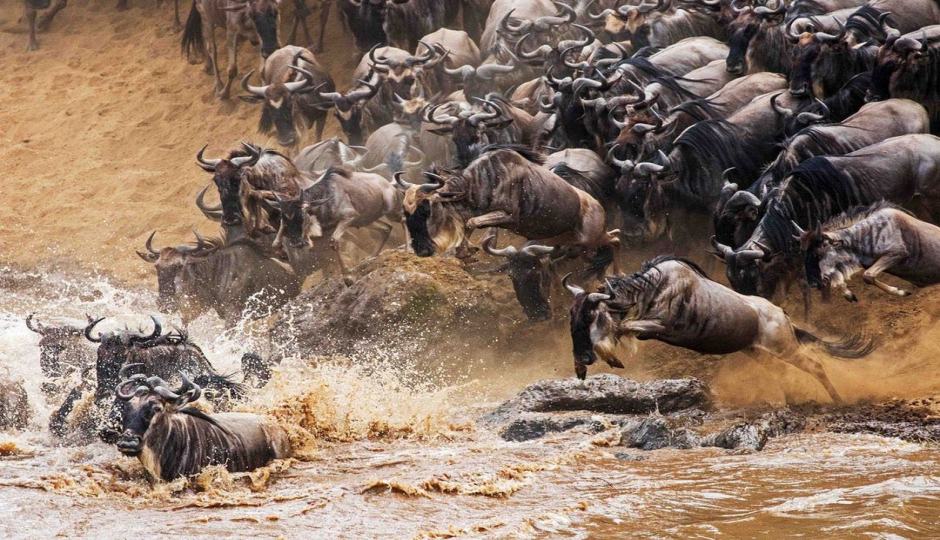 High-end North Migration Game Package Safari