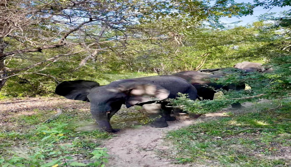 Slides Images for SELOUS SAFARI FROM ZANZIBAR 