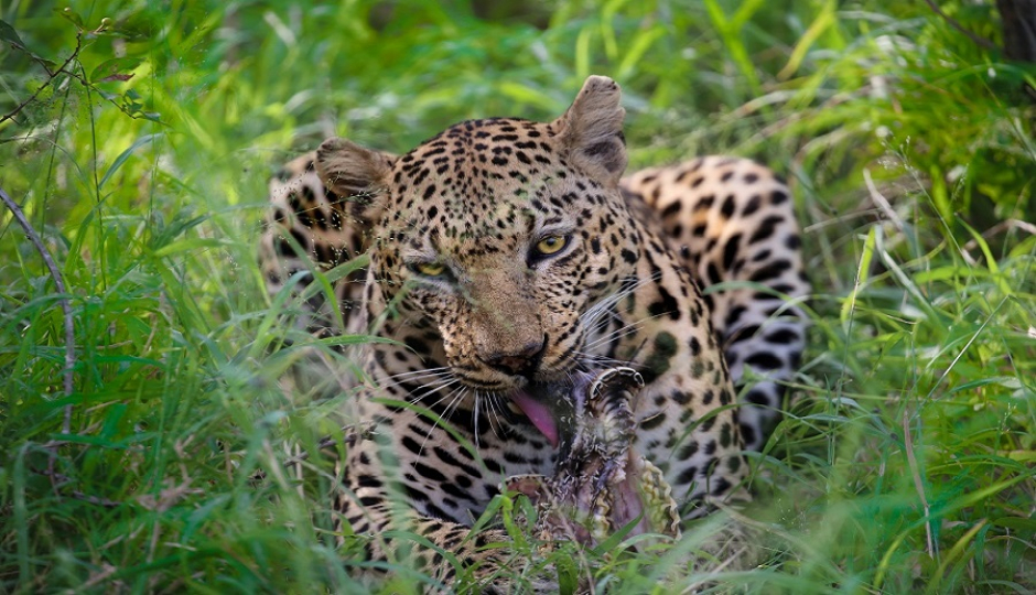 Slides Images for 5 Days Selous And Mikumi Luxury Safari From Dar Es Salaam